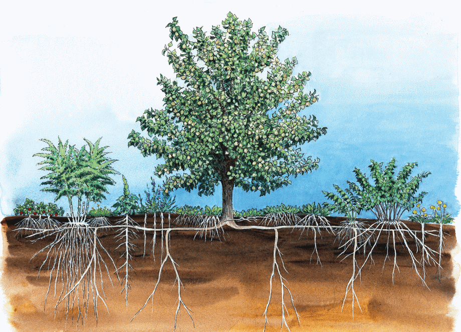 Forest-Garden-course-image